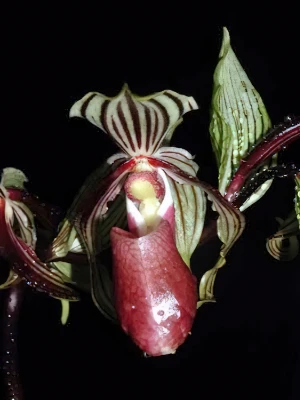 Image de Paphiopedilum supardii 2